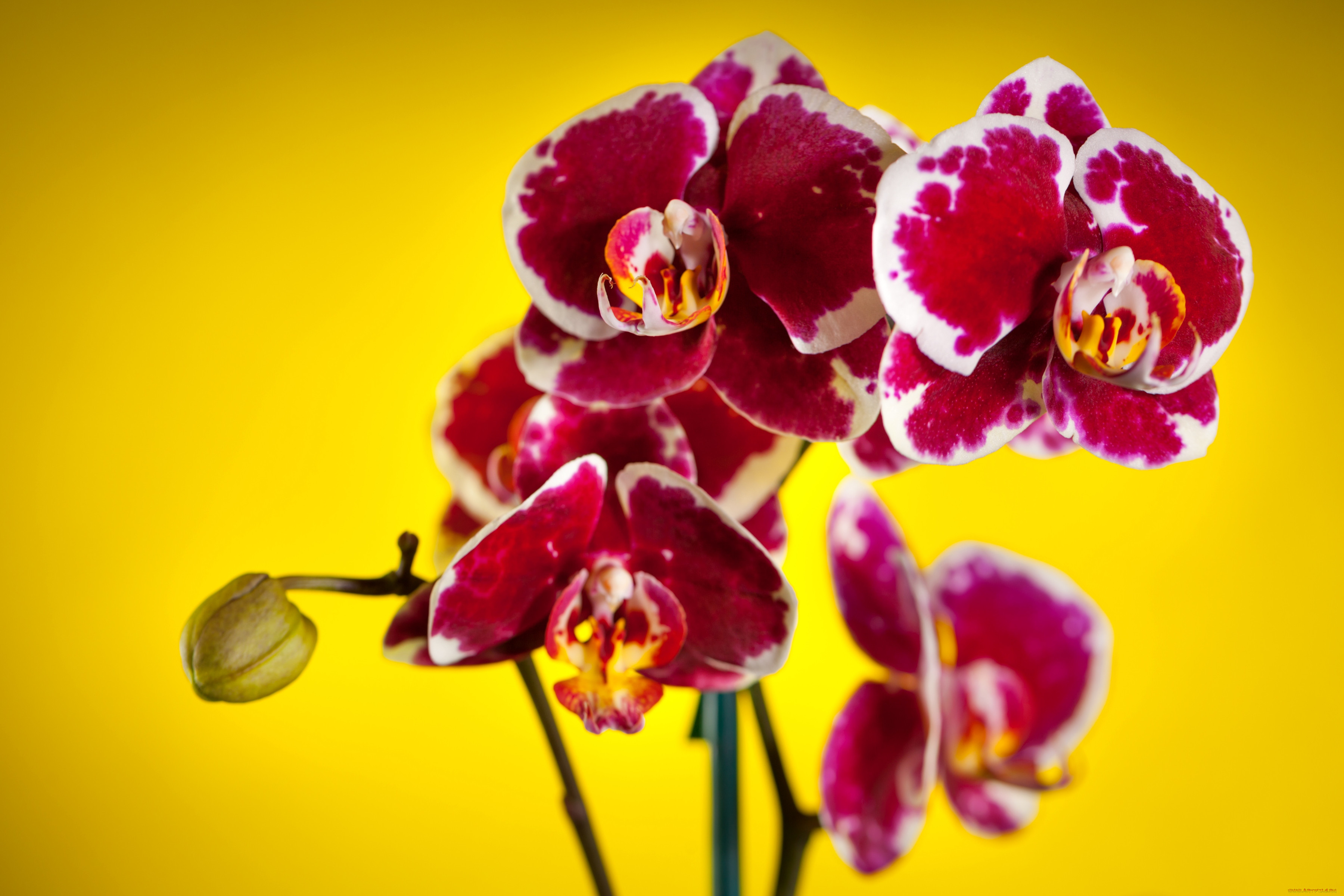 Красно желтая орхидея. Орхидея Tunis. Орхидея фаленопсис красная. Орхидея фаленопсис Ямайка. Фаленопсис Rozi.